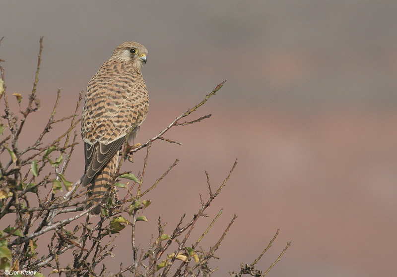  בז מצוי Common Kestrel Falco  Tinnunculus                     עמק הבכא,רמת הגולן,אוקטובר 2009.צלם:ליאור כסלו     